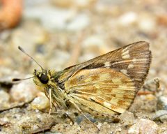 Amblyscirtes carolina by (c) Roger Rittmaster, some rights reserved (CC BY), uploaded by Roger Rittmaster. Used under a CC-BY license.