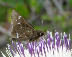 Atrytonopsis quinteri by (c) Roger Rittmaster, some rights reserved (CC BY), uploaded by Roger Rittmaster. Used under a CC-BY license.