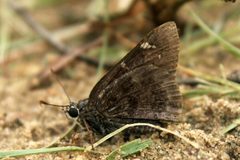 Cogia outis by (c) jrcagle, some rights reserved (CC BY), uploaded by jrcagle. Used under a CC-BY license.