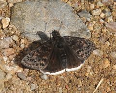 Erynnis juvenalis clitus by (c) Roger Rittmaster, some rights reserved (CC BY), uploaded by Roger Rittmaster. Used under a CC-BY license.