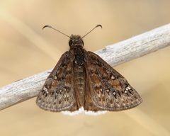 Erynnis juvenalis clitus by (c) Roger Rittmaster, some rights reserved (CC BY), uploaded by Roger Rittmaster. Used under a CC-BY license.
