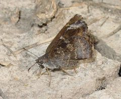 Cogia calchas by (c) pondhawk, some rights reserved (CC BY). Used under a CC-BY license.
