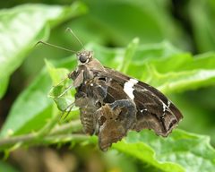 Spathilepia clonius by (c) Roger Rittmaster, some rights reserved (CC BY), uploaded by Roger Rittmaster. Used under a CC-BY license.