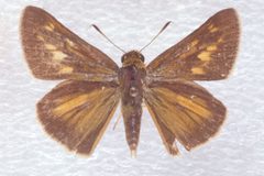 Euphyes bayensis by (c) Charles T. and John R. Bryson, some rights reserved (CC BY). Used under a CC-BY license.