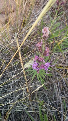 Hesperia assiniboia by (c) Doug Macaulay, some rights reserved (CC BY), uploaded by Doug Macaulay. Used under a CC-BY license.