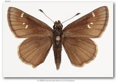 Atrytonopsis hianna by (c) Charles Bordelon and Ed Knudson, some rights reserved (CC BY). Used under a CC-BY license.