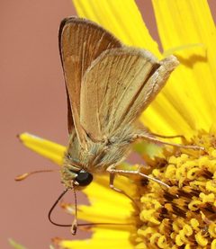 Hesperia ottoe by (c) Catherine C. Galley, some rights reserved (CC BY), uploaded by Catherine C. Galley. Used under a CC-BY license.