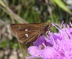 Oligoria maculata by (c) pondhawk, some rights reserved (CC BY). Used under a CC-BY license.
