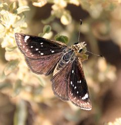 Hesperopsis libya by (c) Jason Eckberg, some rights reserved (CC BY), uploaded by Jason Eckberg. Used under a CC-BY license.