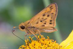 Hylephila phyleus by (c) Ken-ichi Ueda, some rights reserved (CC BY), uploaded by Ken-ichi Ueda. Used under a CC-BY license.