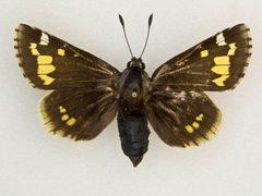 Megathymus yuccae by no rights reserved, uploaded by Robbie Hannawacker. Used under a CC0 license.