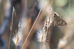 Panoquina errans by (c) Rajan Rao, some rights reserved (CC BY), uploaded by Rajan Rao. Used under a CC-BY license.