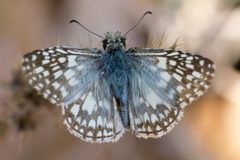 Burnsius oileus by (c)
Kristof Zyskowski & Yulia Bereshpolova, some rights reserved (CC BY). Used under a CC-BY license.
