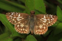 Burnsius oileus by (c) Judy Gallagher, some rights reserved (CC BY). Used under a CC-BY license.