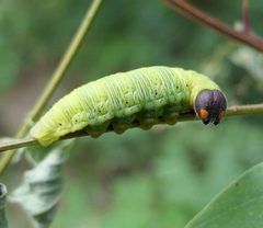 Epargyreus clarus by (c) christine123, some rights reserved (CC BY), uploaded by christine123. Used under a CC-BY license.