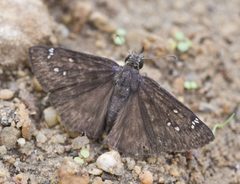 Erynnis meridianus by no rights reserved, uploaded by Robbie Hannawacker. Used under a CC0 license.