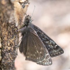 Erynnis persius by no rights reserved, uploaded by Robbie Hannawacker. Used under a CC0 license.