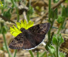 Erynnis tristis by (c) John Hibbard, some rights reserved (CC BY), uploaded by John Hibbard. Used under a CC-BY license.