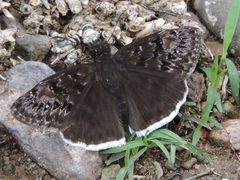 Erynnis tristis by (c) Sam Kieschnick, some rights reserved (CC BY), uploaded by Sam Kieschnick. Used under a CC-BY license.