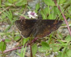 Erynnis zarucco by (c) pondhawk, some rights reserved (CC BY). Used under a CC-BY license.
