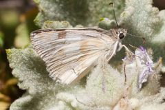 Heliopetes ericetorum by (c) Ken-ichi Ueda, some rights reserved (CC BY), uploaded by Ken-ichi Ueda. Used under a CC-BY license.