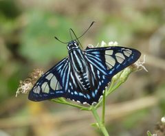 Phocides belus by (c) Francisco Farriols Sarabia, some rights reserved (CC BY), uploaded by Francisco Farriols Sarabia. Used under a CC-BY license.