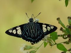 Phocides belus by (c) Francisco Farriols Sarabia, some rights reserved (CC BY), uploaded by Francisco Farriols Sarabia. Used under a CC-BY license.