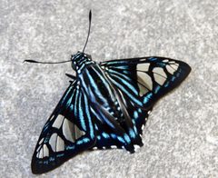 Phocides belus by (c) Francisco Farriols Sarabia, some rights reserved (CC BY), uploaded by Francisco Farriols Sarabia. Used under a CC-BY license.