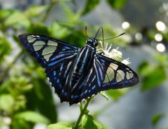 Phocides belus by (c) Francisco Farriols Sarabia, some rights reserved (CC BY), uploaded by Francisco Farriols Sarabia. Used under a CC-BY license.