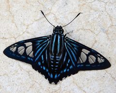 Phocides belus by (c) Francisco Farriols Sarabia, some rights reserved (CC BY), uploaded by Francisco Farriols Sarabia. Used under a CC-BY license.