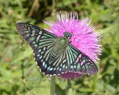 Phocides urania by (c) Nick Block, some rights reserved (CC BY), uploaded by Nick Block. Used under a CC-BY license.