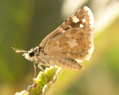 Pyrgus scriptura by (c) Roger Rittmaster, some rights reserved (CC BY), uploaded by Roger Rittmaster. Used under a CC-BY license.