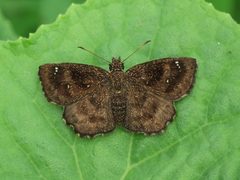 Staphylus hayhurstii by (c) mayfly1963, some rights reserved (CC BY), uploaded by mayfly1963. Used under a CC-BY license.