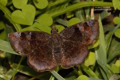 Celaenorrhinini by (c) i_c_riddell, some rights reserved (CC BY), uploaded by i_c_riddell. Used under a CC-BY license.