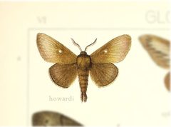Gloveria howardi by no rights reserved, uploaded by Andreas Manz. Used under a CC0 license.