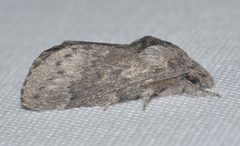 Heteropacha rileyana by (c) Andy Reago & Chrissy McClarren, some rights reserved (CC BY). Used under a CC-BY license.