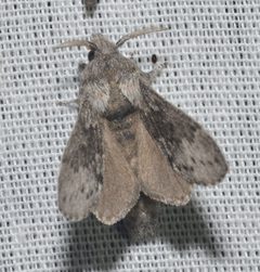 Heteropacha rileyana by (c) Andy Reago & Chrissy McClarren, some rights reserved (CC BY). Used under a CC-BY license.