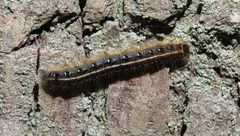 Malacosoma americana by (c) Nick Block, some rights reserved (CC BY), uploaded by Nick Block. Used under a CC-BY license.