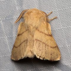 Malacosoma constricta by (c) Ken-ichi Ueda, some rights reserved (CC BY), uploaded by Ken-ichi Ueda. Used under a CC-BY license.