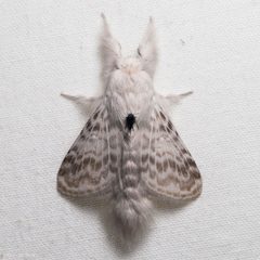 Apotolype blanchardi by (c) Ken-ichi Ueda, some rights reserved (CC BY), uploaded by Ken-ichi Ueda. Used under a CC-BY license.