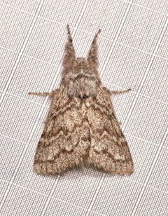 Hypopacha grisea by (c) Laura Gaudette, some rights reserved (CC BY), uploaded by Laura Gaudette. Used under a CC-BY license.