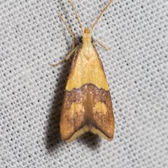 Lecithoceridae by (c) Ken-ichi Ueda, some rights reserved (CC BY). Used under a CC-BY license.