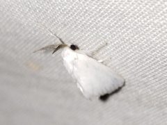Alarodia slossoniae by (c) Arturo Santos, some rights reserved (CC BY), uploaded by Arturo Santos. Used under a CC-BY license.