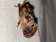Isochaetes by (c) Arturo Santos, some rights reserved (CC BY), uploaded by Arturo Santos. Used under a CC-BY license.