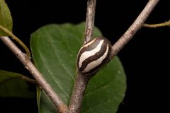 Monema flavescens by (c) Jack Forrester, some rights reserved (CC BY), uploaded by Jack Forrester. Used under a CC-BY license.
