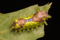 Monema flavescens by (c) Jack Forrester, some rights reserved (CC BY), uploaded by Jack Forrester. Used under a CC-BY license.