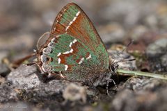 Callophrys gryneus gryneus by no rights reserved, uploaded by Kent McFarland. Used under a CC0 license.