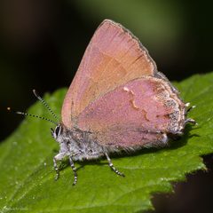 Callophrys gryneus by (c) Ken-ichi Ueda, some rights reserved (CC BY), uploaded by Ken-ichi Ueda. Used under a CC-BY license.