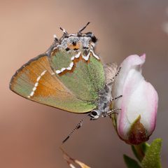 Callophrys gryneus siva by no rights reserved, uploaded by Robbie Hannawacker. Used under a CC0 license.