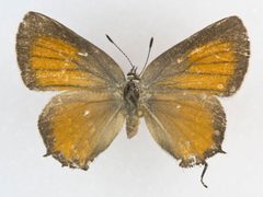 Callophrys gryneus siva by no rights reserved, uploaded by Robbie Hannawacker. Used under a CC0 license.
